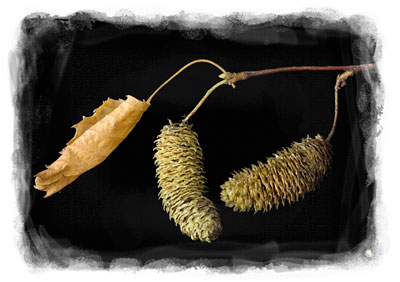 Simple-Gifts 3